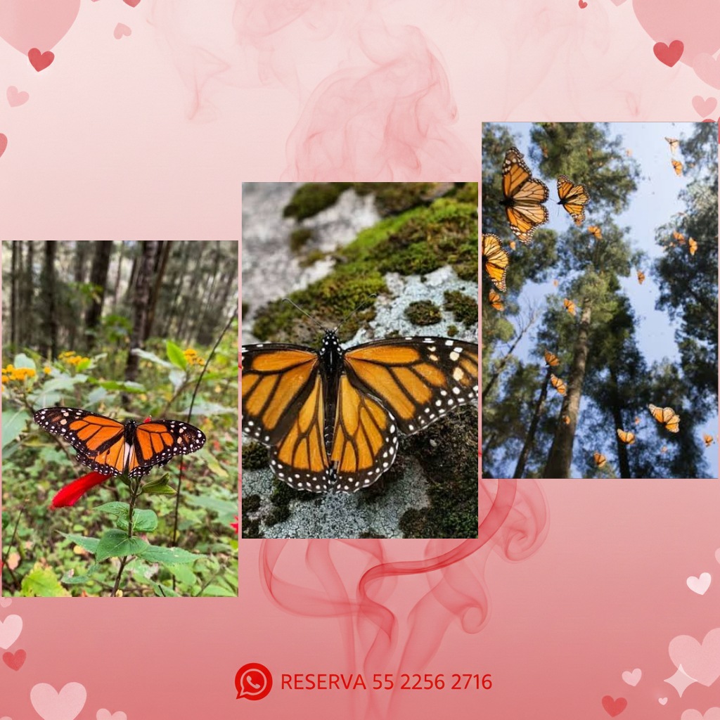 Descripción de la imagen